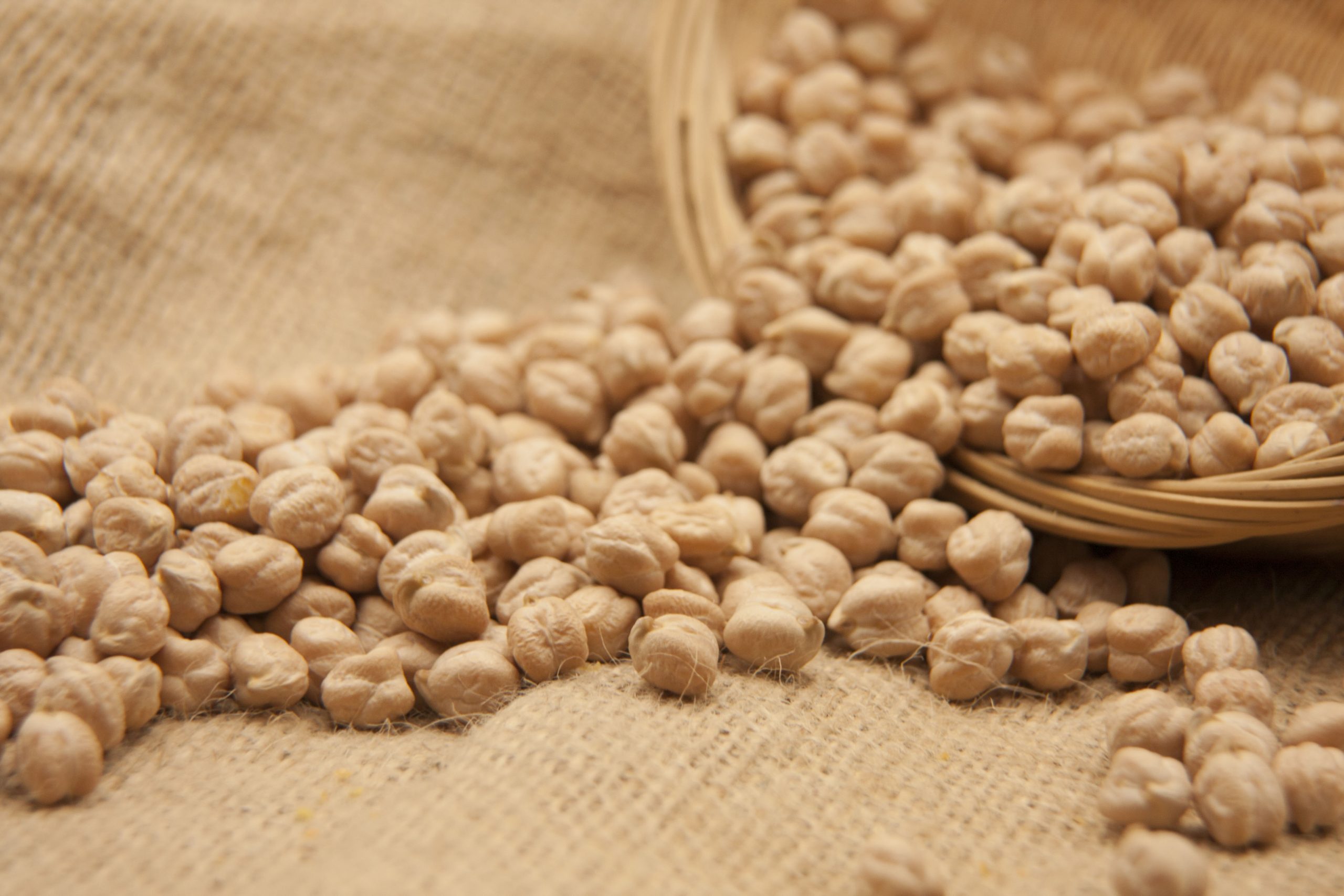 GARBANZO LECHOSO
